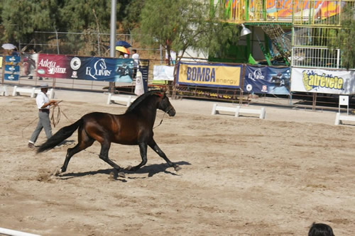 Campeonato de Caballo Español en Aguascalientes 03